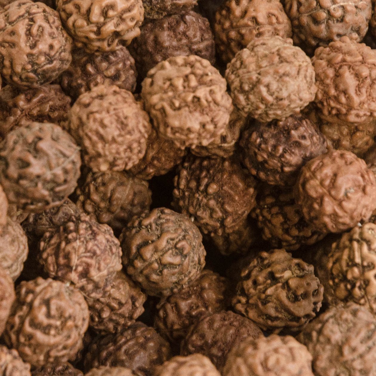 Rudraksha Seed Beads