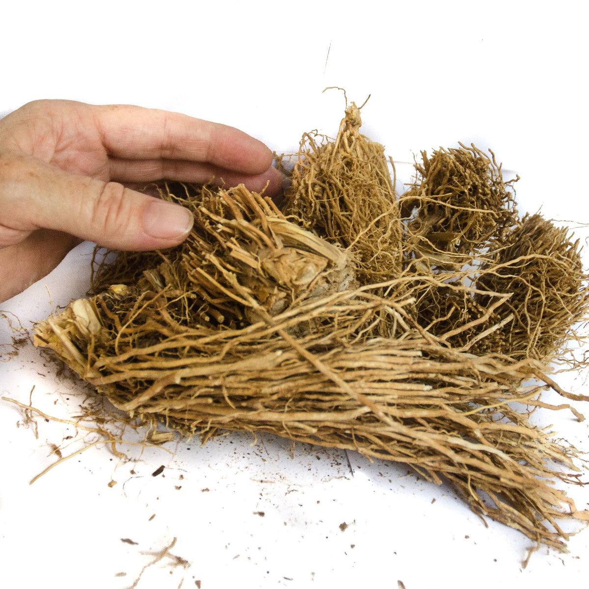 Vetiver (khus) Root