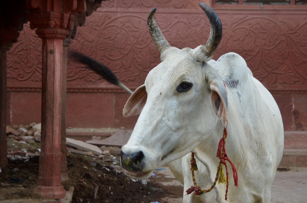 Keep Calm and Love Cows - Original Photograph Phone Case