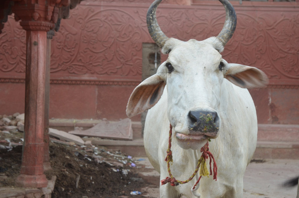 Keep Calm and Love Cows - Original Photograph Phone Case