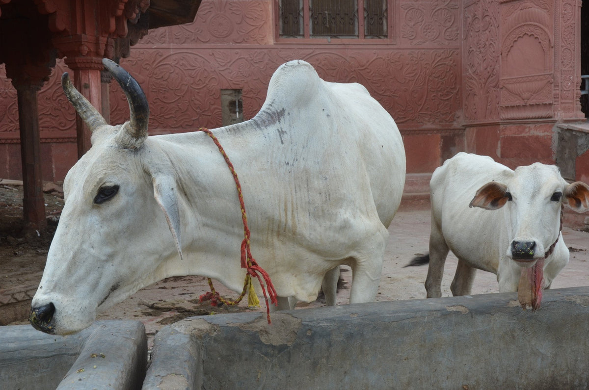 Keep Calm and Love Cows - Original Photograph Phone Case
