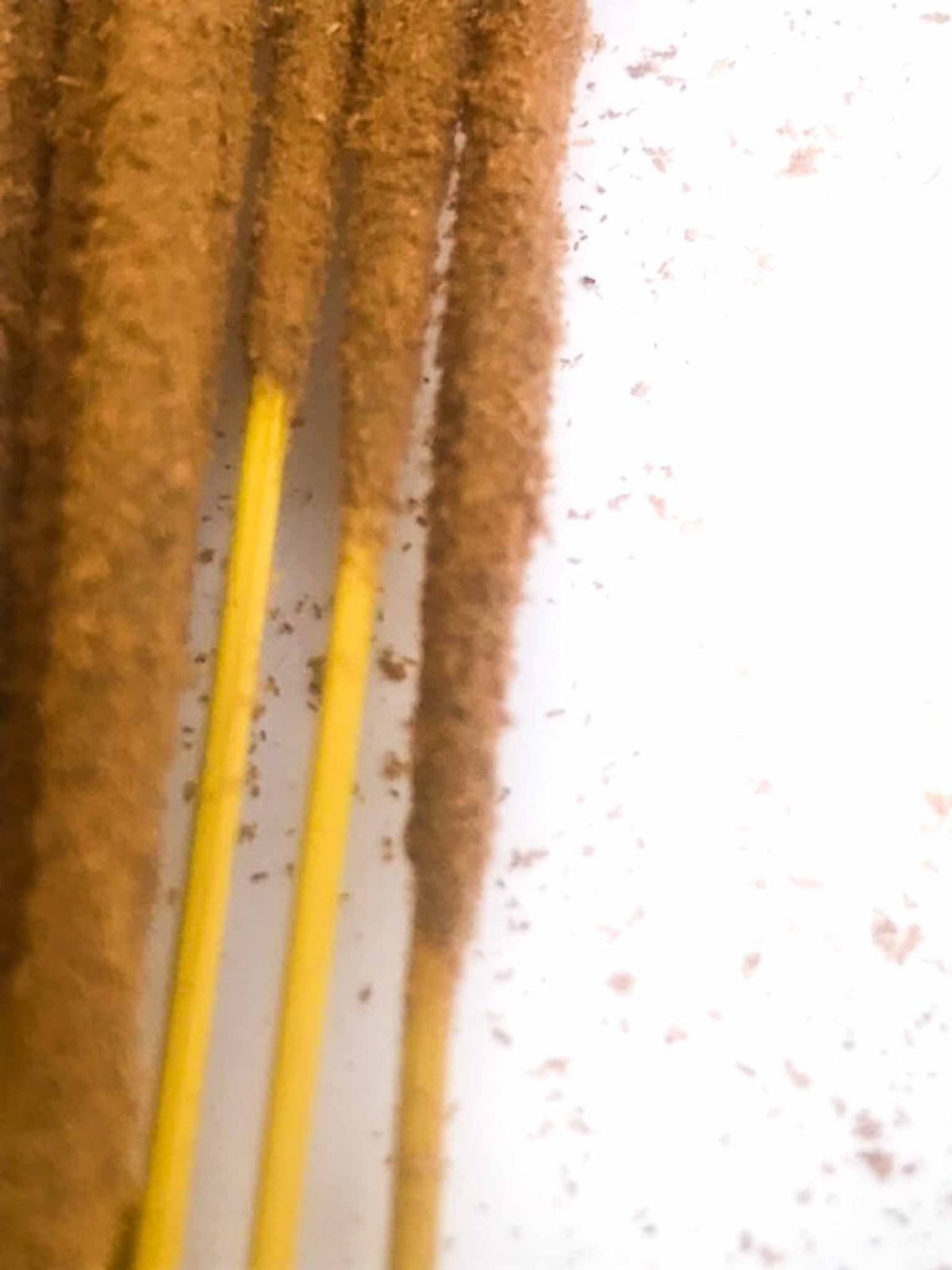 NagaChampa Marijuana