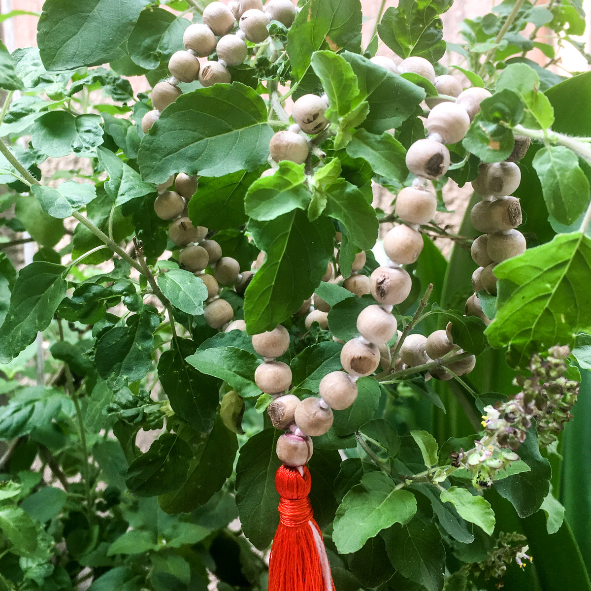Tulsi Mala 108+1 Hand-knotted Japa by IndiOdyssey
