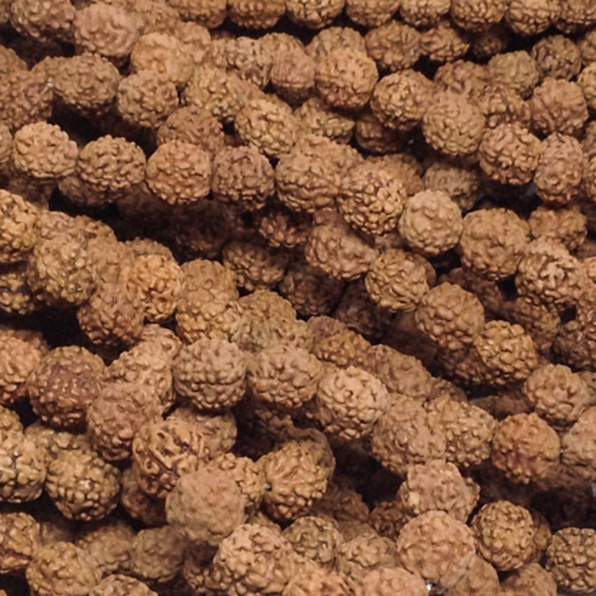5mm Natural Rudraksha Beads (10 strands)