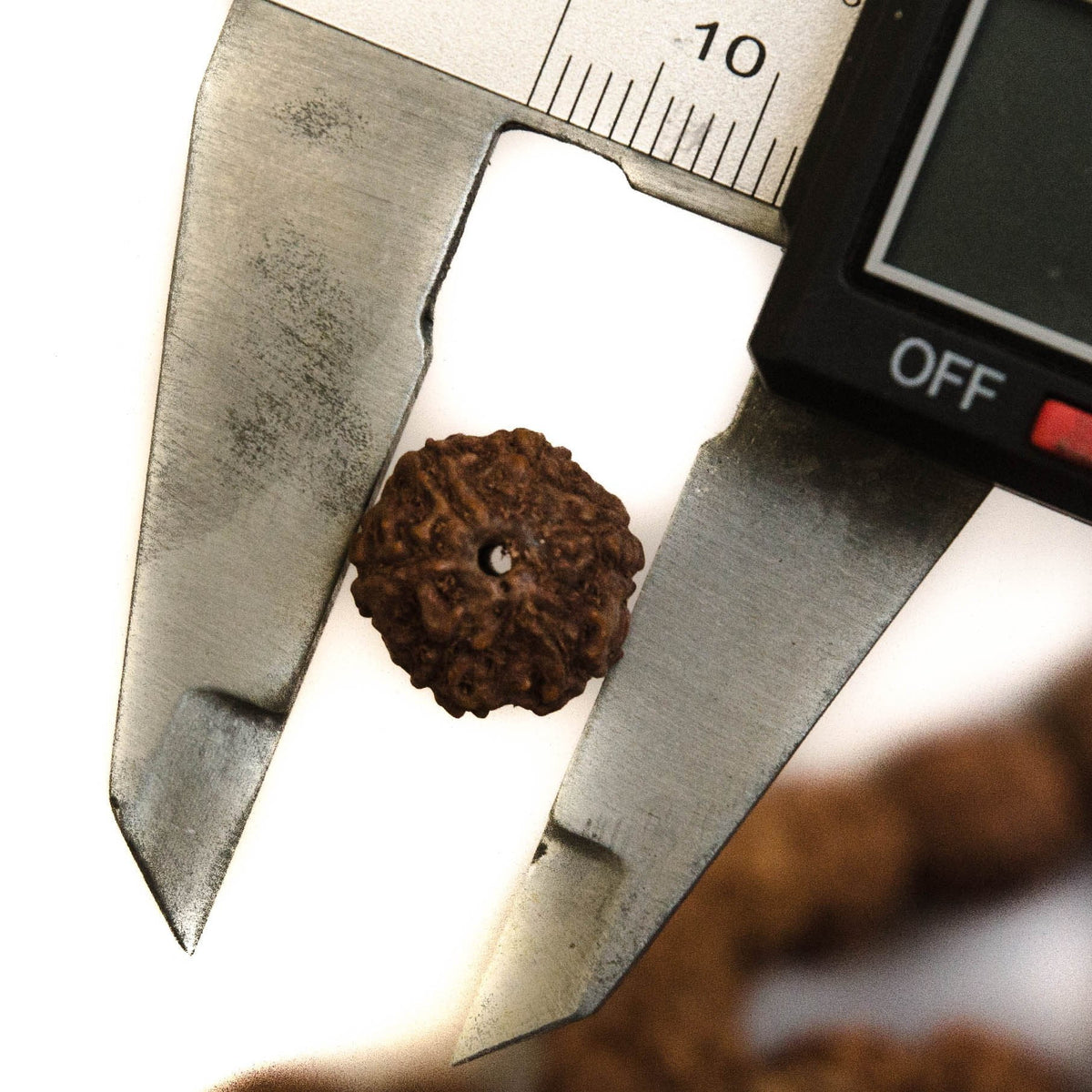 Natural 12mm Rudraksha