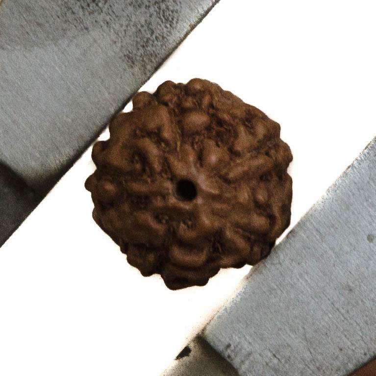 Natural 12mm Rudraksha