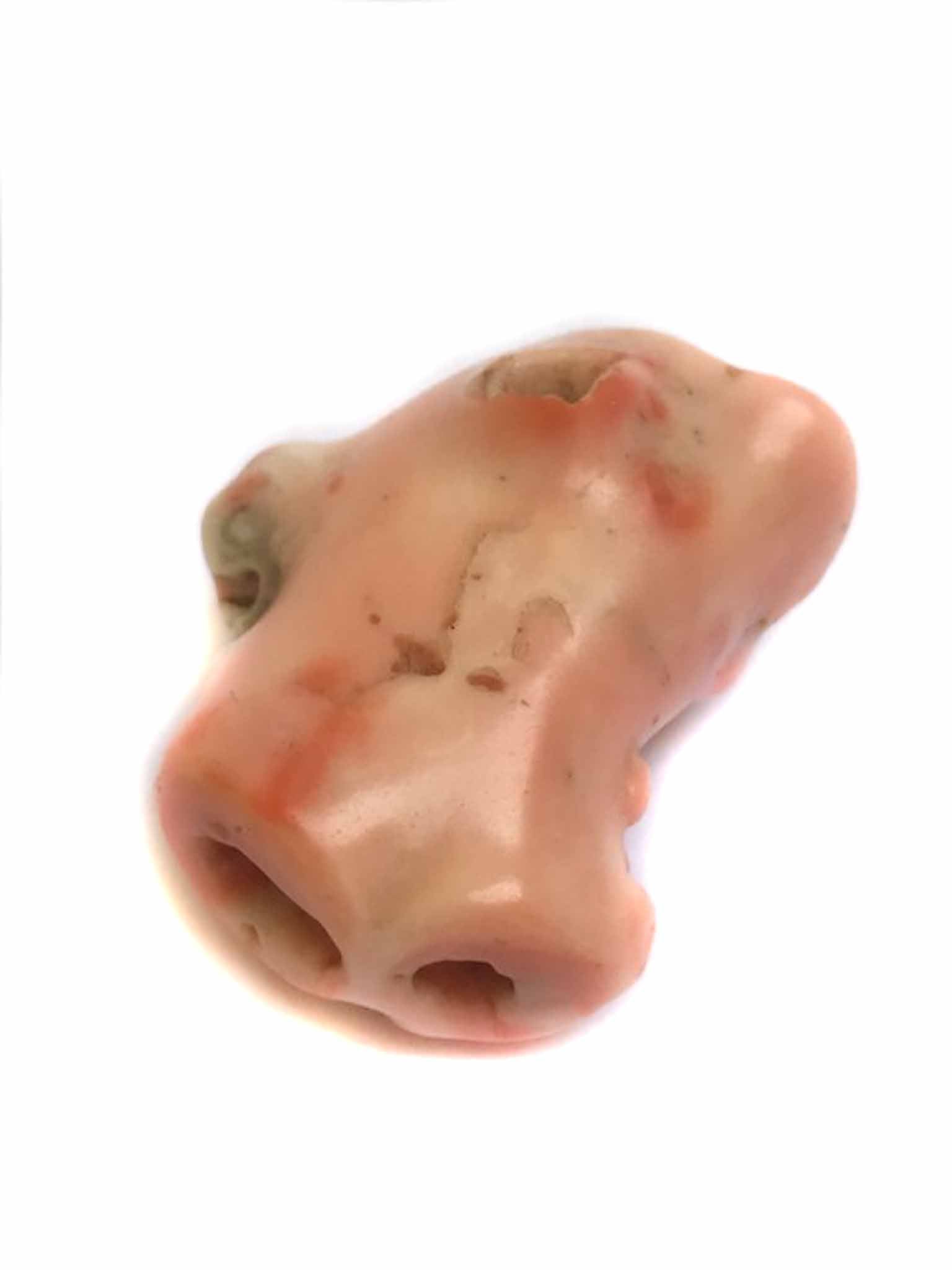 Natural Deep Sea Coral Branch