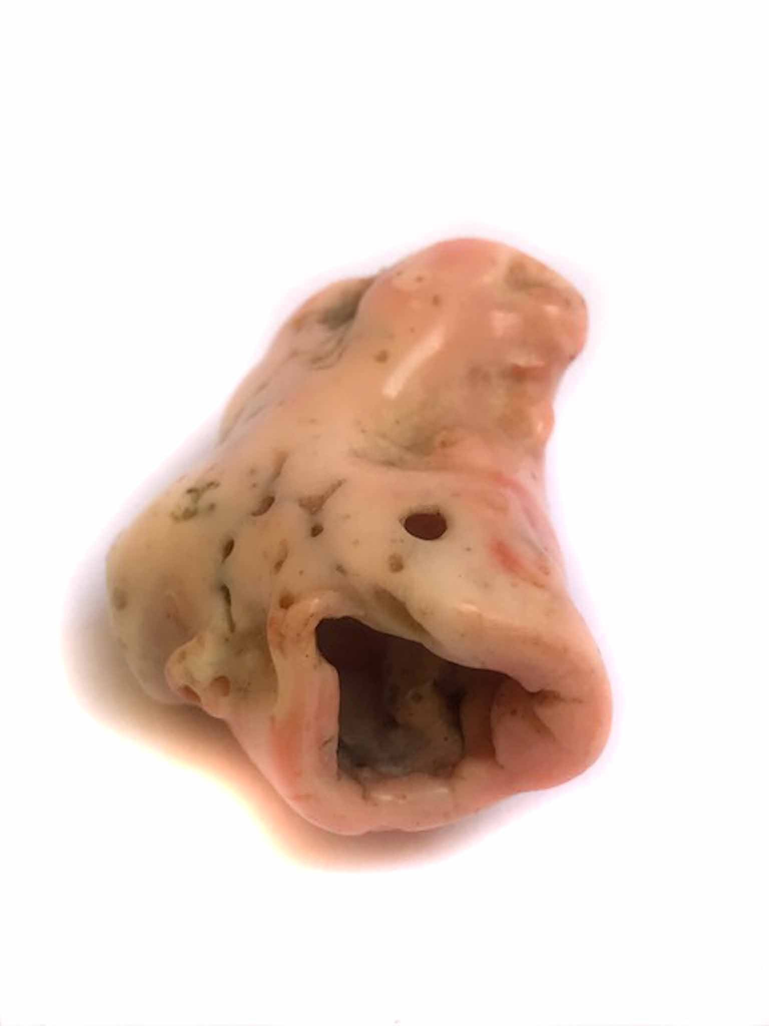 Natural Deep Sea Coral Branch