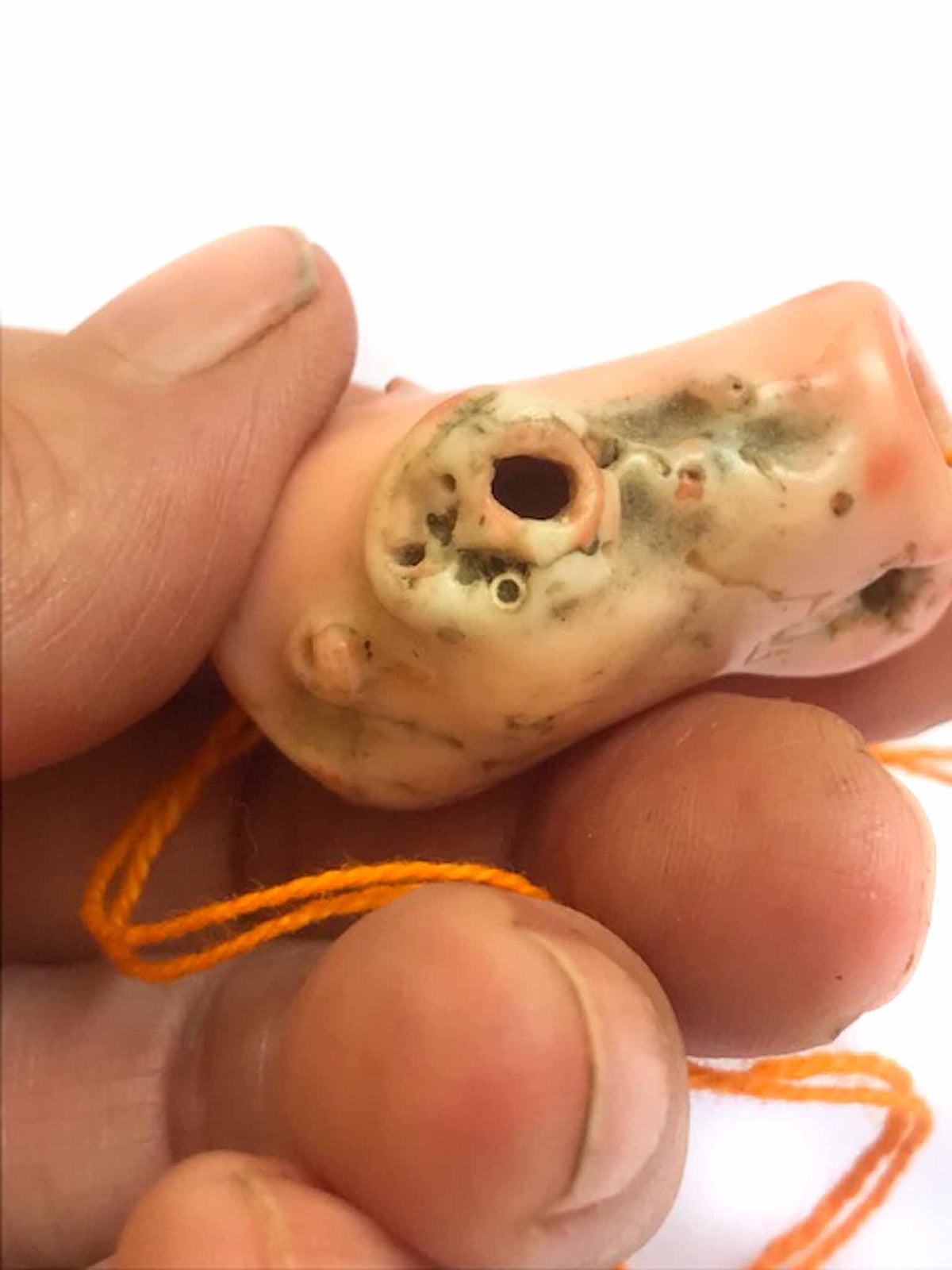 Natural Deep Sea Coral Branch