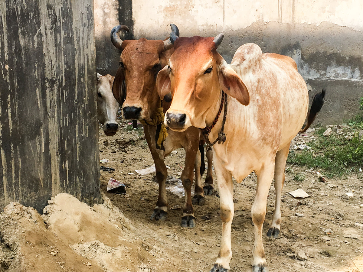 Cows Make Me Happy Mug