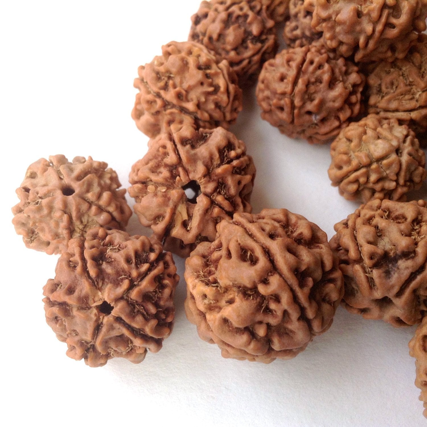 5 Face Large Rudraksha