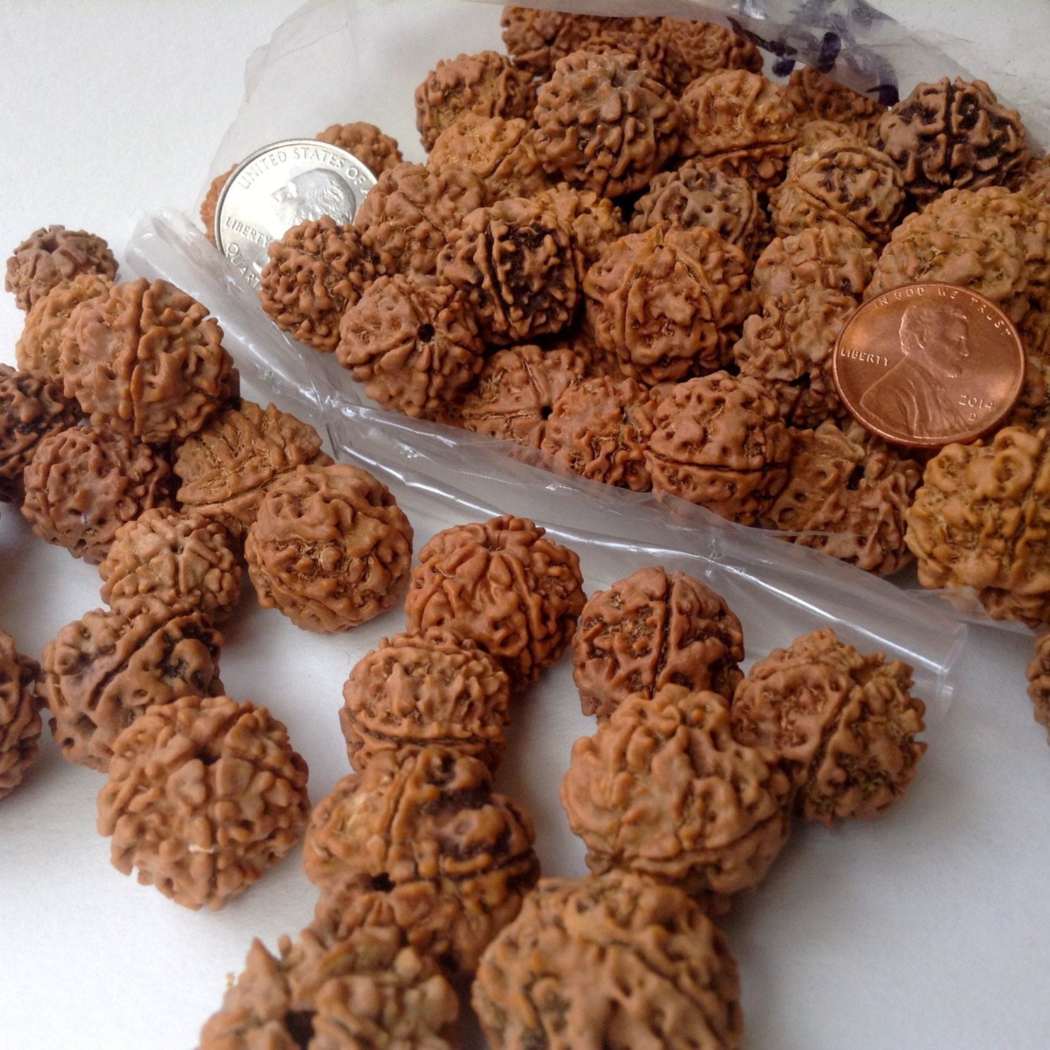 5 Face Large Rudraksha