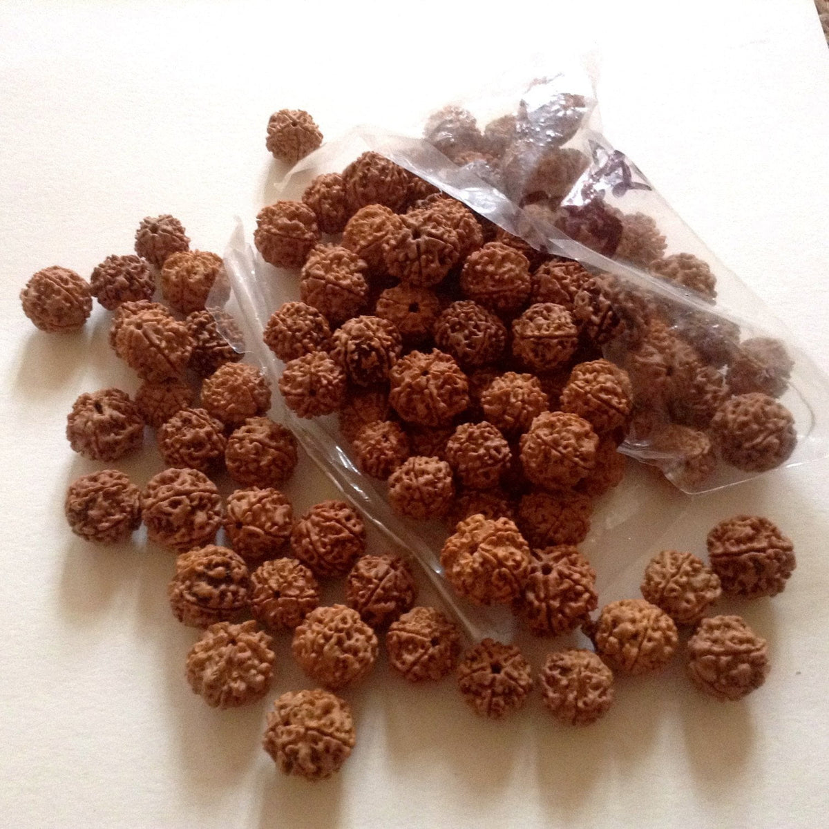 5 Face Large Rudraksha