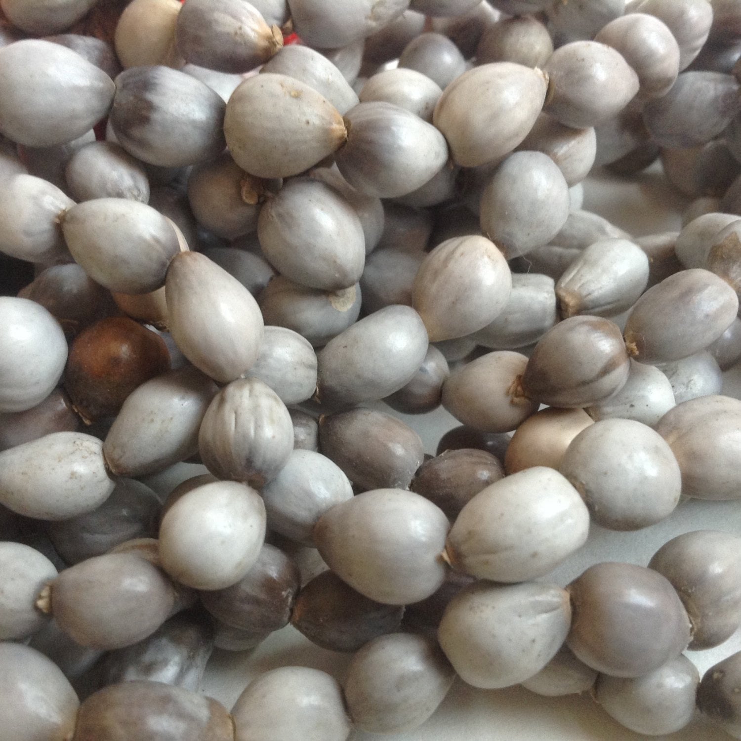 Job's Tears Vaijanti Seed Beads 