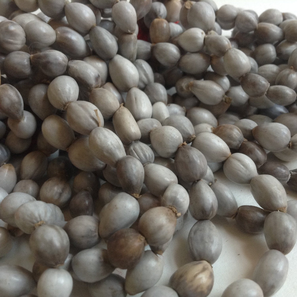 Job&#39;s Tears Vaijanti Seed Beads 